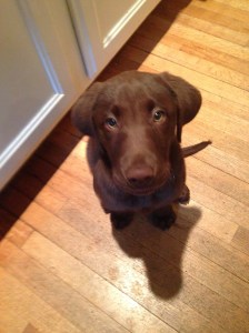 Sitting, on command, 12 weeks